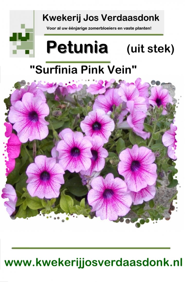 410 petunia surfinia pink vein